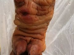 -济南孟家扒蹄店