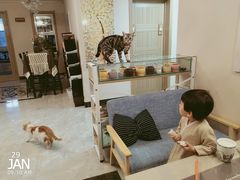 -有猫儿腻咖啡厅.猫咖