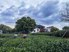 -龙坞茶村
