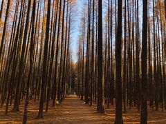 -山王坪喀斯特国家生态公园