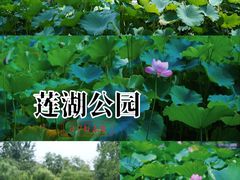 -莲湖公园