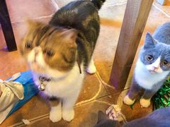 -李小姐の猫咖啡馆(五角场店)