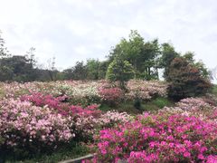 -广州市石门国家森林公园