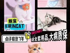 -麒麟缅因猫舍·十五年缅因猫选购中心