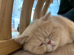 -飞行喵MR PILOT|猫舍·猫咖(静安大融城店)