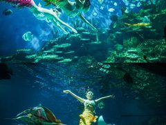-海合安武汉极地海洋公园