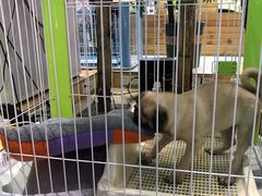 -龟与熊猫宠物公园(南坪店)