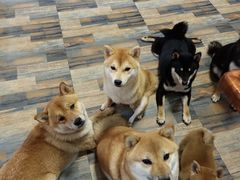 -柴源莊·柴小宠柴犬咖啡