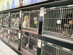 -翊宠yipet猫狗购宠庄园犬舍•猫舍