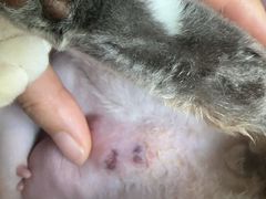 -纳吉亚猫专科动物医院博雅分院