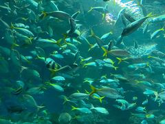 -上海海洋水族馆