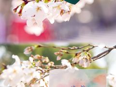 -武汉大学-樱园