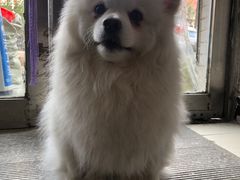-瑞派宠物医院·24小时骨科·心脏·核磁(哈尔滨南岗店)