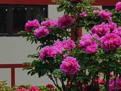 -曹州百花园