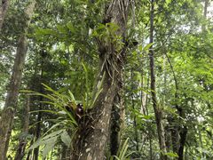 -中国科学院西双版纳热带植物园