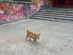 -黄桷坪涂鸦艺术街