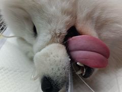 -博特宠物医院24h犬猫全科.骨科·异宠