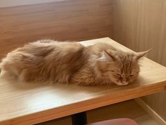 -猫腻·猫咖·撸猫馆(星光大道店)
