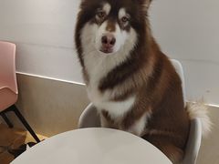 -Let's go狗咖·猫咖·奶狗·桌游(春熙路IFS店)