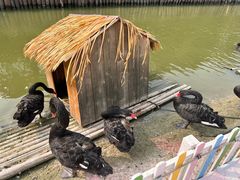 -苏州太湖西山岛开心农场
