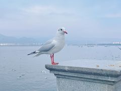 -海埂大坝