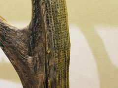 -北京麋鹿生态实验中心