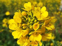 -古柏渡飞黄旅游区