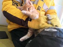 -艾吉宠物医院·疑难杂症转诊中心·猫友好(碧江路院)