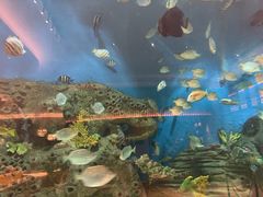 -艺厨风尚餐厅 · 桔钓沙莱华度假酒店