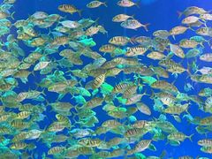 -合肥海洋世界