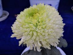-青枫公园