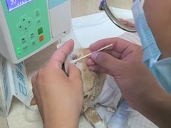 -北京观赏动物医院·24小时大型综合·猫专科·异宠专科