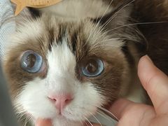 -创凡宠物医院·骨专科  猫科中心(西乡分院)