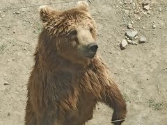 -新疆天山野生动物园