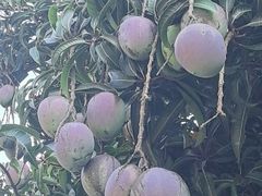 -云溪植物园