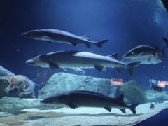 -太平洋海底世界