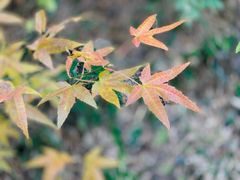 -藏龙百瀑风景区