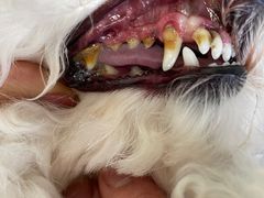 -小叮当动物医院·骨科·眼科