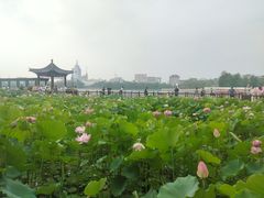 -莲花池公园