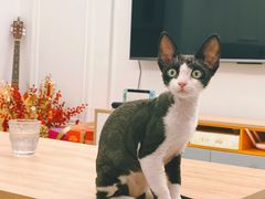 -瑞鹏宠物医院·超声·骨科·奇麟分院(蜀都万达店)