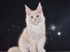 -70cat德文卷毛猫·缅因猫纯种猫舍