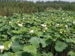 -荷塘月色湿地公园·向阳花洲