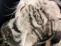 -PETKIT小佩宠物·低压洗护(国顺东路店)