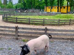 -前小桔亲子创意农场·草莓采摘·露营烧烤