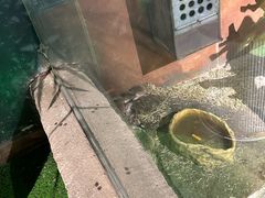 -萌宠奇缘(荣鼎店)