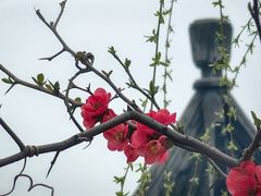 -苏州上方山国家森林公园