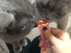 -我爱猫咪·猫咖·狗咖·安哥拉兔·羊驼咖(小寨华旗店)