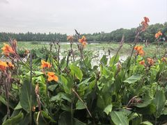 -艾溪湖湿地公园