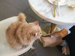 -有猫主题·治愈系猫咖(曾厝垵店)