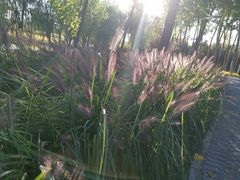 -大兴滨河森林公园